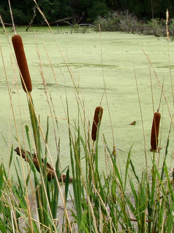 cattails