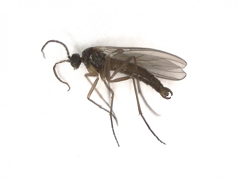 fungus_gnat