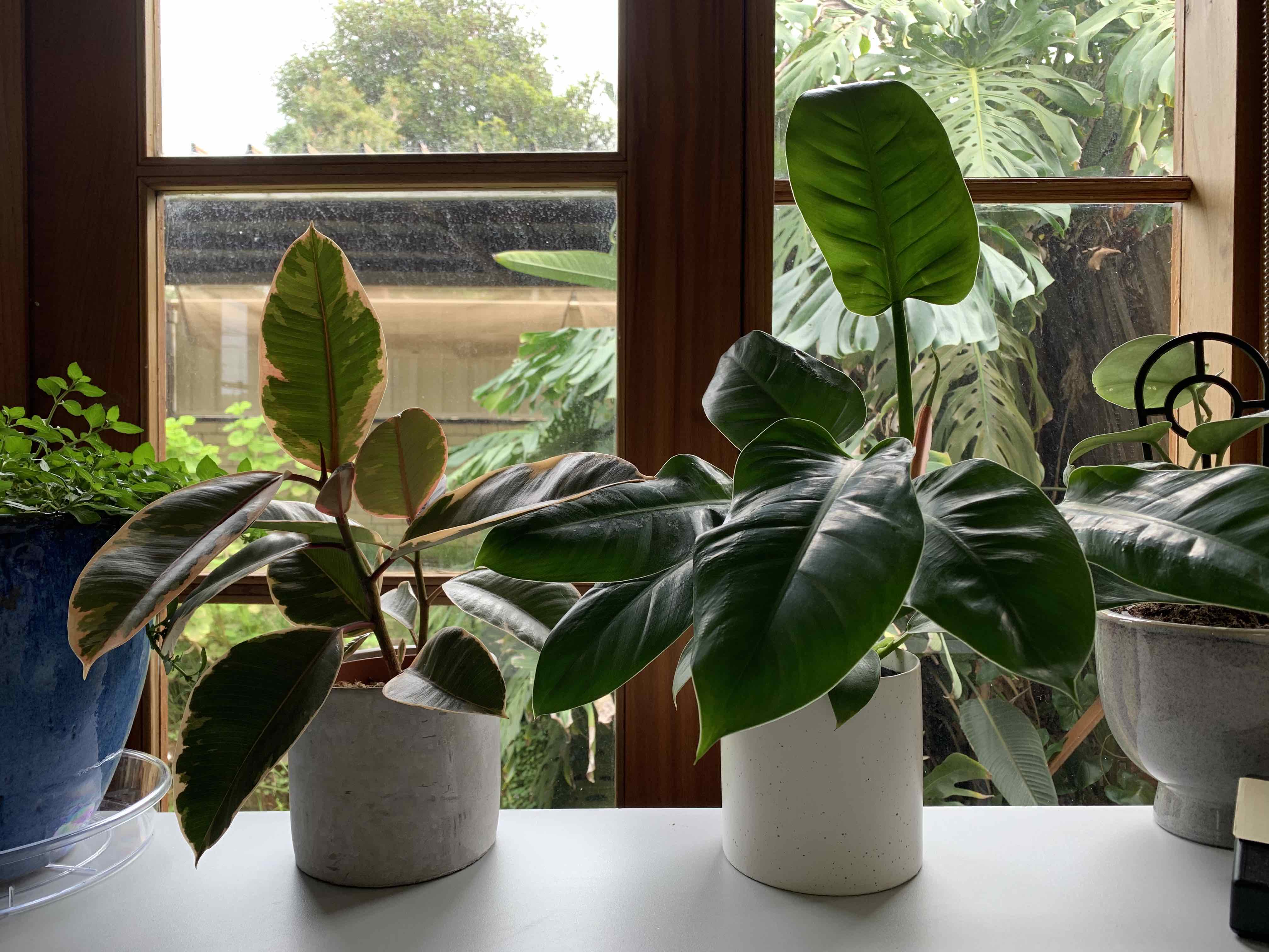 office_plants