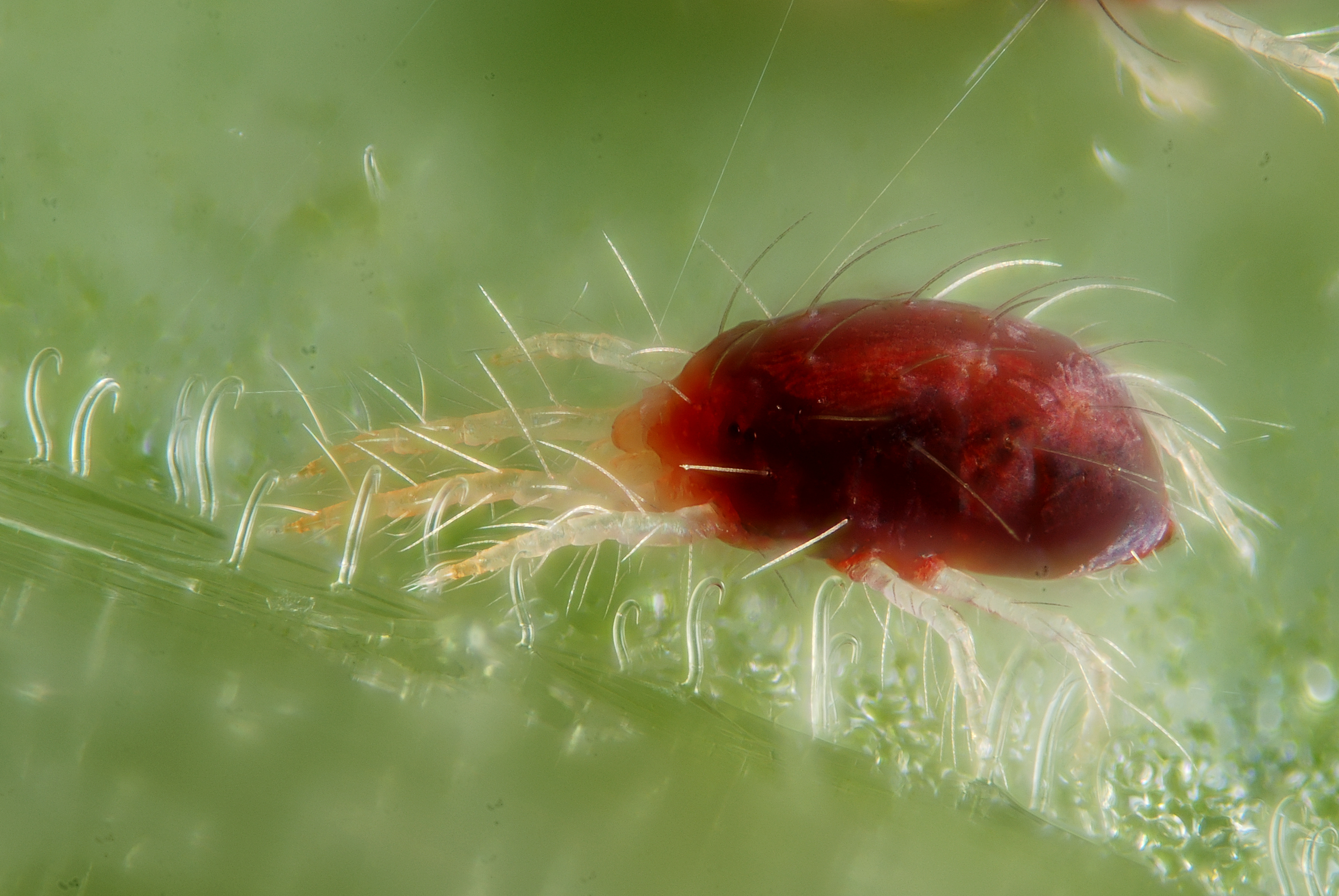 spider_mite