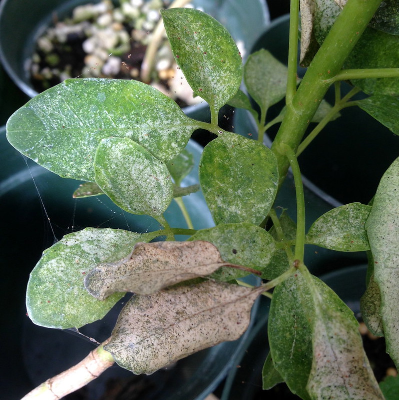 spider_mite_damage